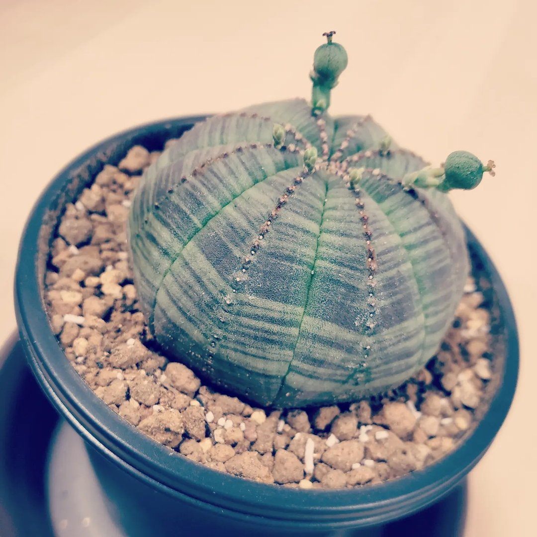 Grower #54 @ameuphorbia