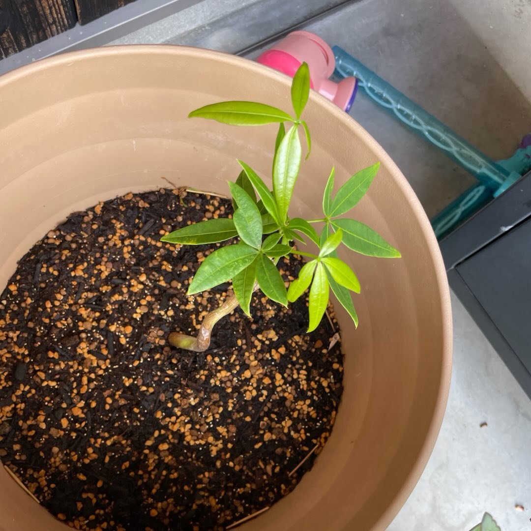 Grower #11 @as_plants_factory