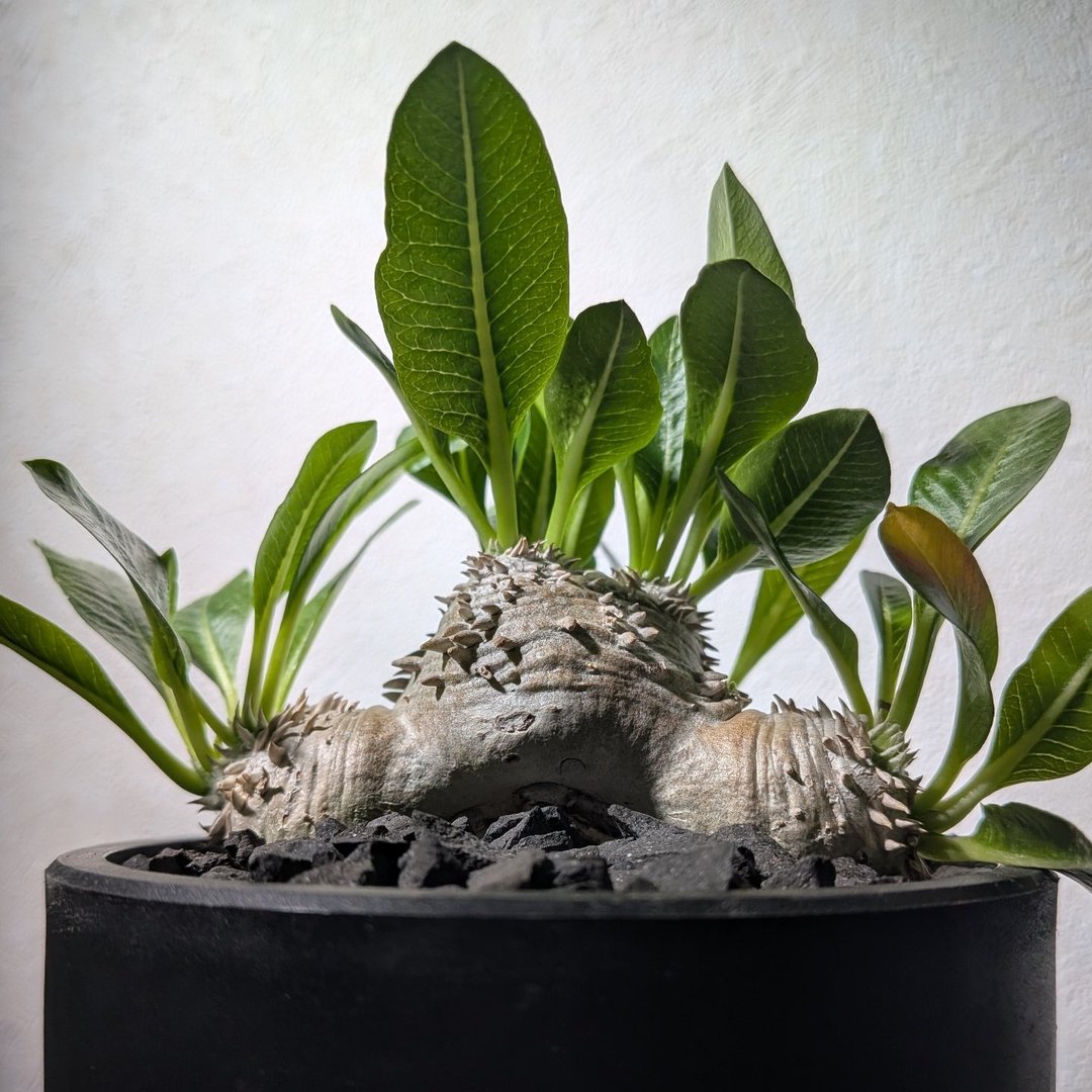 Grower #51 @botanical_johnny1983