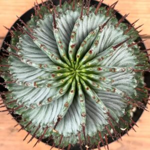 Grower #02 @cipher_sp