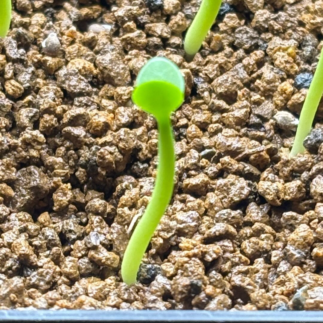 Grower #22 @diskmoray