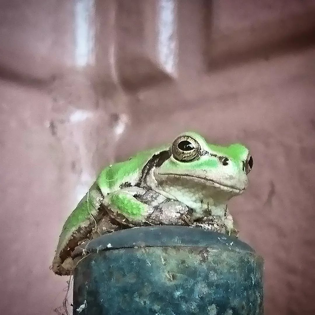 Grower #19 @mazumestar