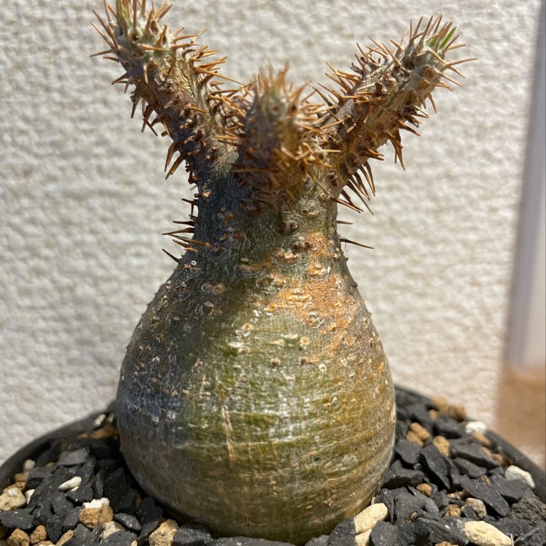 Grower #30 @pakipo2022