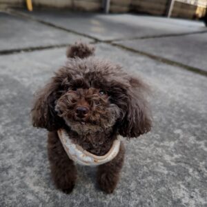 Grower #01 @ponta8835