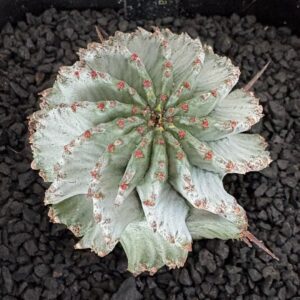 Grower #06 @sabotanien