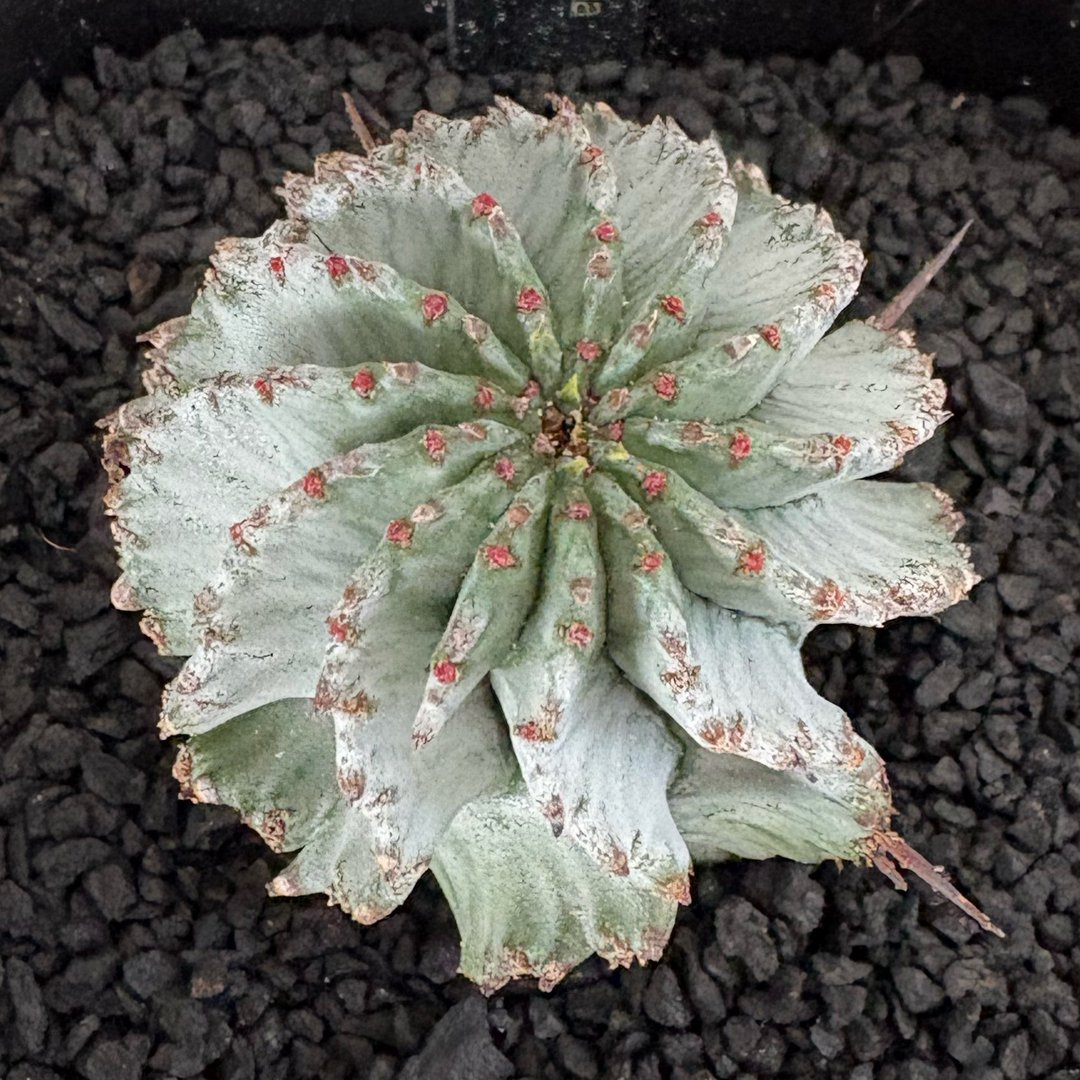 Grower #06 @sabotanien