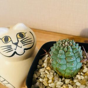 Grower #42 @sato_greeen