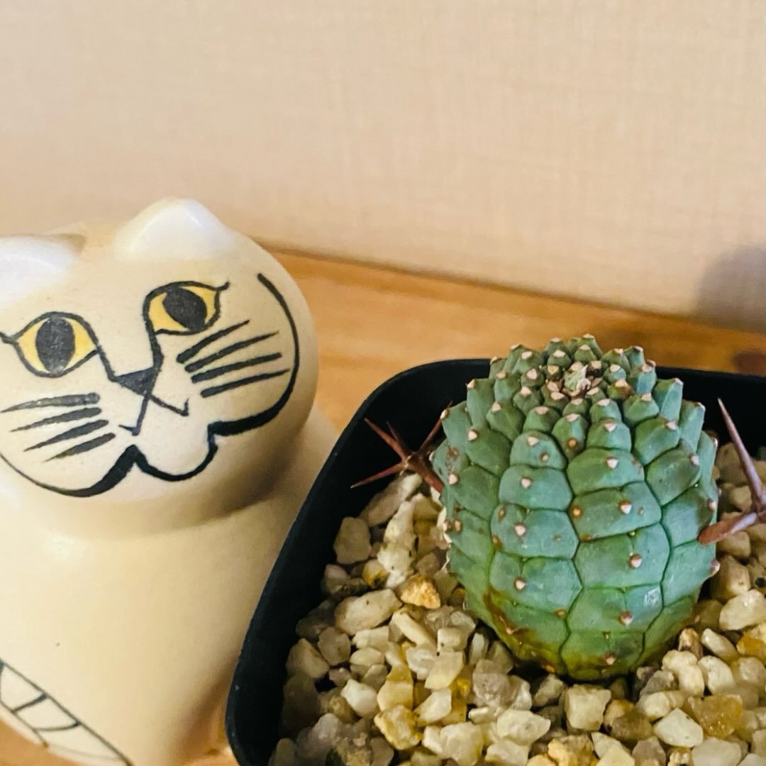 Grower #42 @sato_greeen