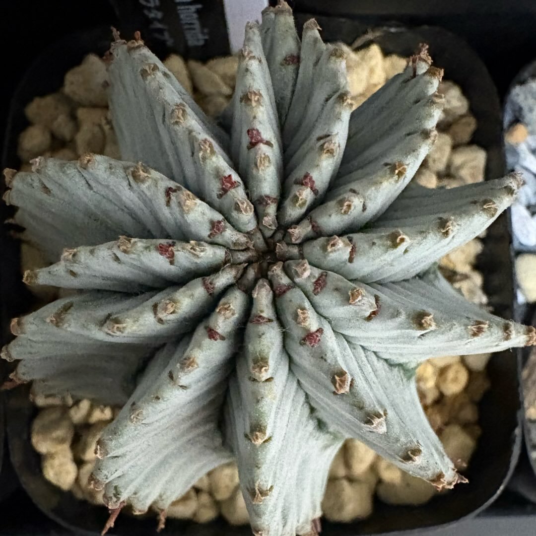 Grower #37 @satochan443