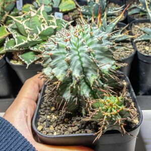 Grower #43 @shachiku_plants_log