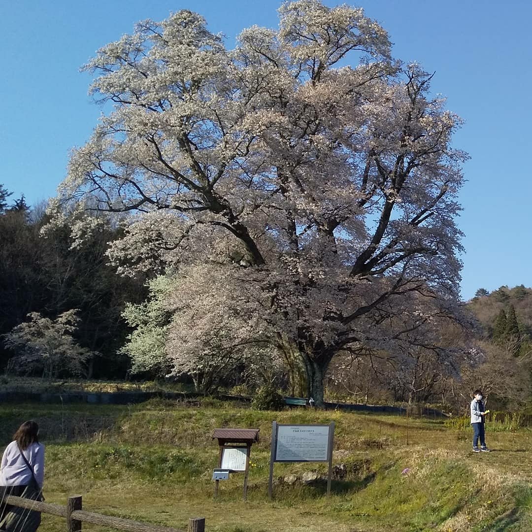 Grower #29 @sonehirosu