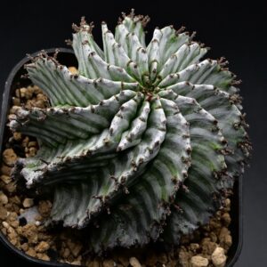 Grower #18 @tosaplants