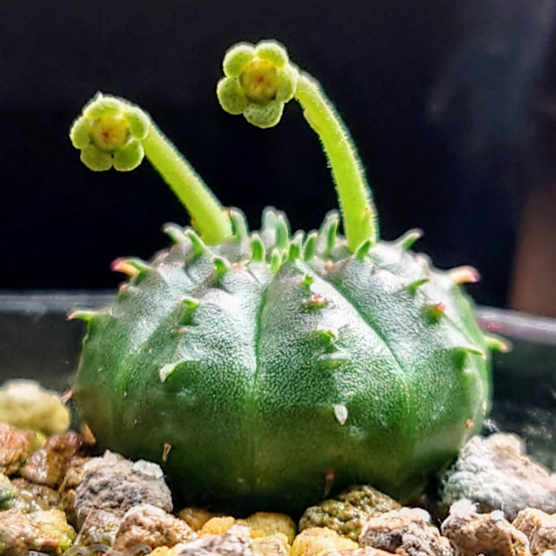 Grower #35 @ts_burning