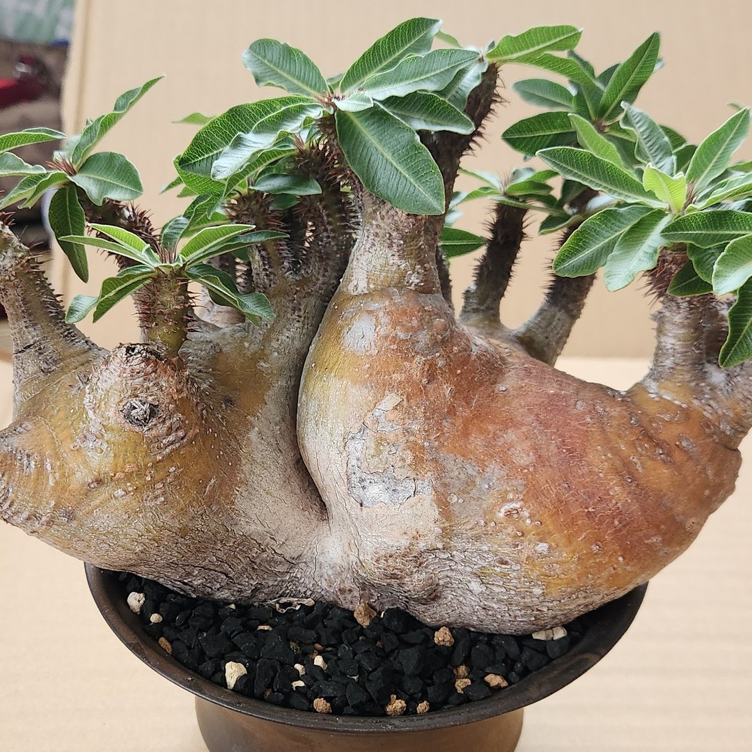 Grower #27 @wf001179